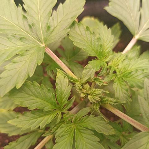 Latitud Sur Auto 2 growlog timeline photo