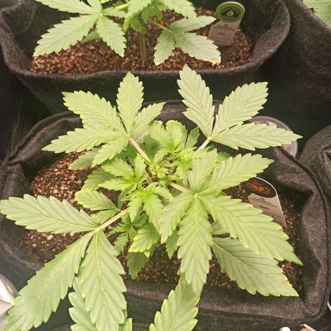 Latitud Sur Auto 2 growlog timeline photo