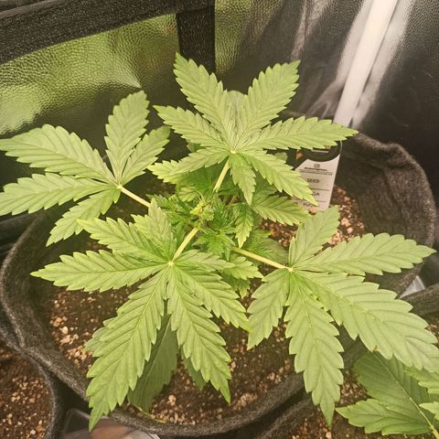 Amnesia Amazon Haze Auto 3 growlog timeline photo