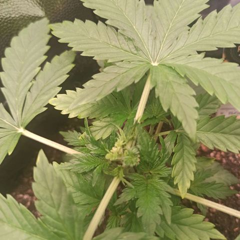 Amnesia Amazon Haze Auto 3 growlog timeline photo