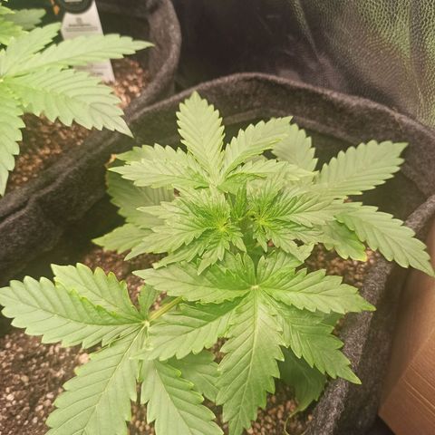 Amnesia Amazon Haze Auto 2 growlog timeline photo