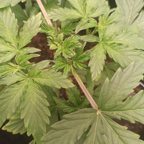 Latitud Sur Auto 2 growlog timeline photo