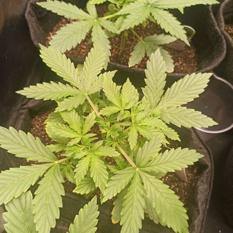 Latitud Sur Auto 2 growlog timeline photo