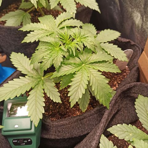 Amnesia Amazon Haze Auto 2 growlog timeline photo