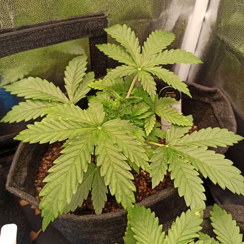 Amnesia Amazon Haze Auto 3 growlog timeline photo
