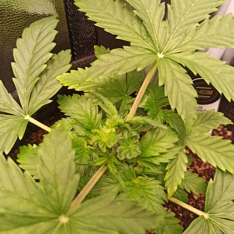 Amnesia Amazon Haze Auto 3 growlog timeline photo