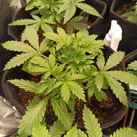 Latitud Sur Auto 2 growlog timeline photo
