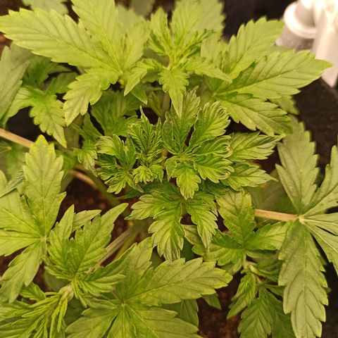 Latitud Sur Auto 2 growlog timeline photo