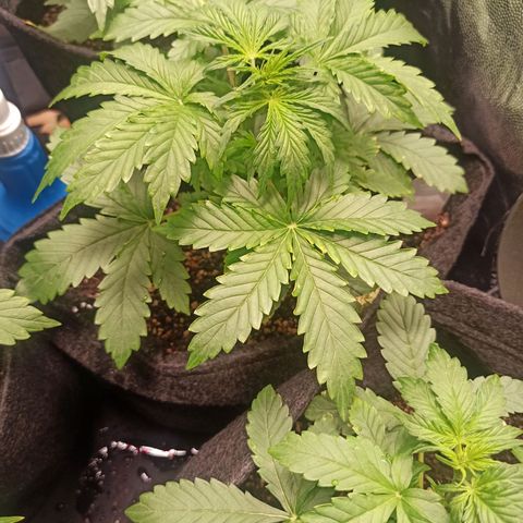 Amnesia Amazon Haze Auto 2 growlog timeline photo