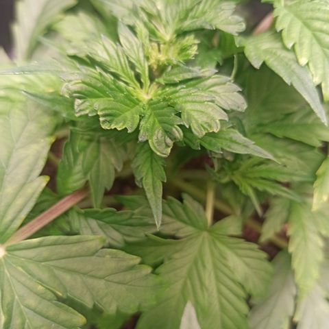 Amnesia Amazon Haze Auto 3 growlog timeline photo