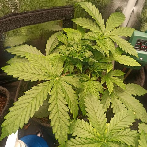 Amnesia Amazon Haze Auto 3 growlog timeline photo