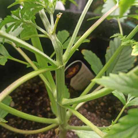 Latitud Sur Auto 2 growlog timeline photo