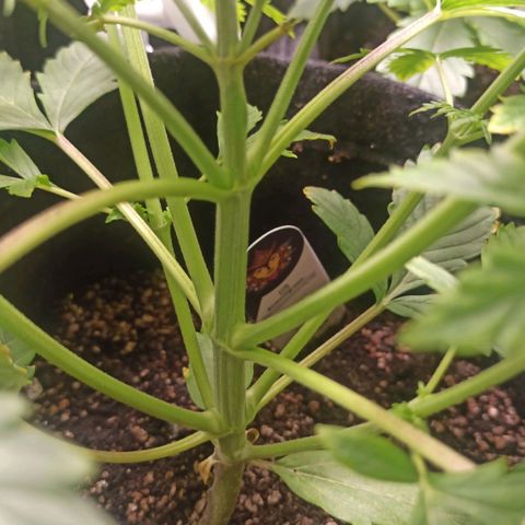 Latitud Sur Auto 2 growlog timeline photo