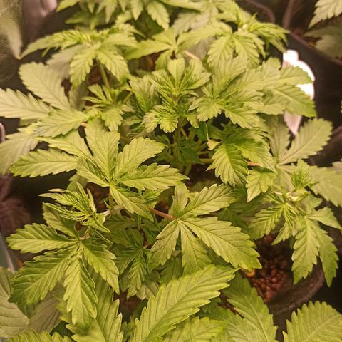 Latitud Sur Auto 2 growlog timeline photo