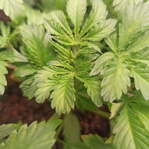 Latitud Sur Auto 2 growlog timeline photo