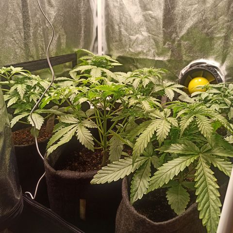 Amnesia Amazon Haze Auto 2 growlog timeline photo