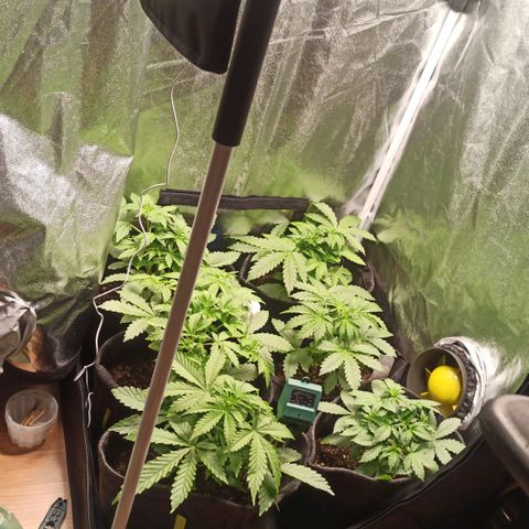 Amnesia Amazon Haze Auto 2 growlog timeline photo