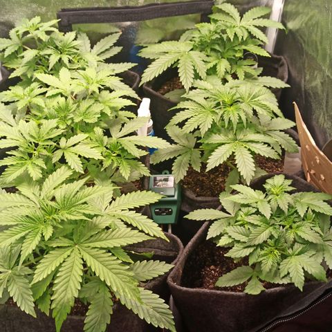 Amnesia Amazon Haze Auto 2 growlog timeline photo