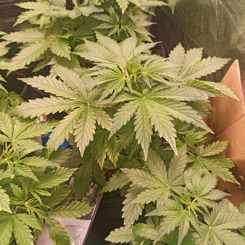 Amnesia Amazon Haze Auto 2 growlog timeline photo