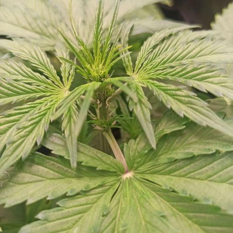 Amnesia Amazon Haze Auto 2 growlog timeline photo