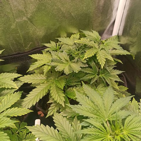 Amnesia Amazon Haze Auto 3 growlog timeline photo