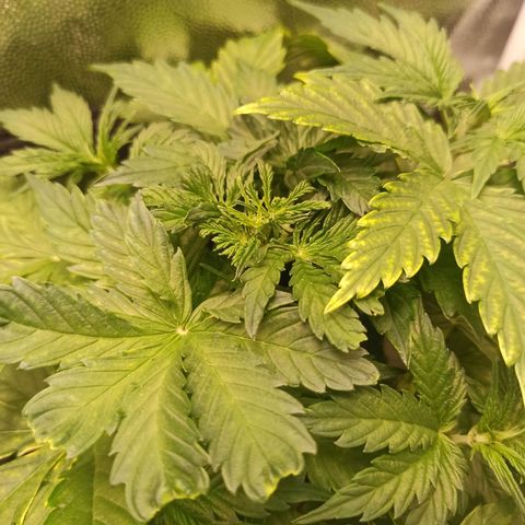Amnesia Amazon Haze Auto 3 growlog timeline photo