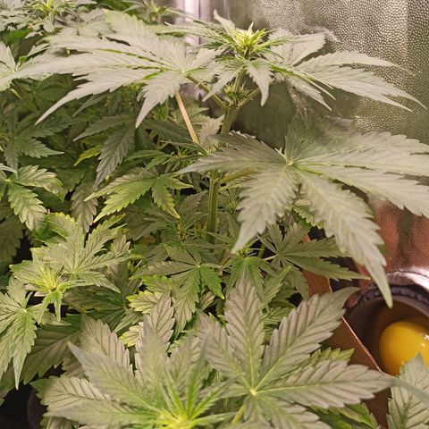 Amnesia Amazon Haze Auto 2 growlog timeline photo
