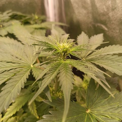 Amnesia Amazon Haze Auto 2 growlog timeline photo