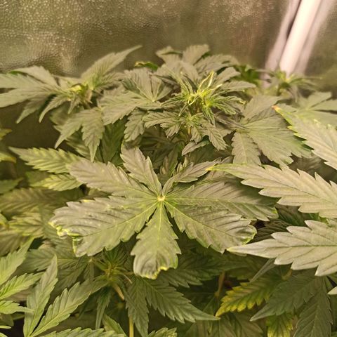 Amnesia Amazon Haze Auto 3 growlog timeline photo