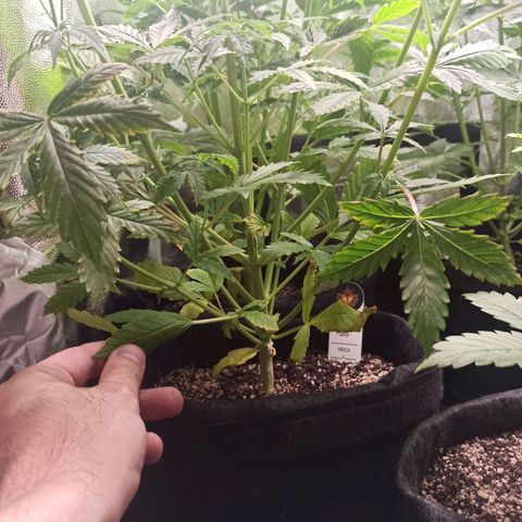 Latitud Sur Auto 2 growlog timeline photo