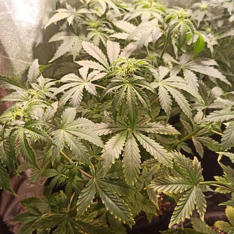 Latitud Sur Auto 2 growlog timeline photo
