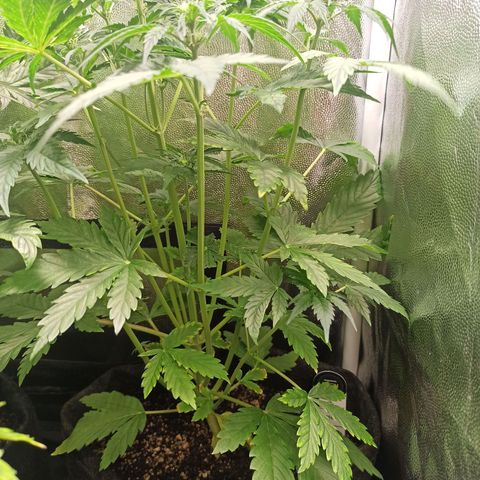 Amnesia Amazon Haze Auto 3 growlog timeline photo