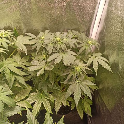 Amnesia Amazon Haze Auto 3 growlog timeline photo