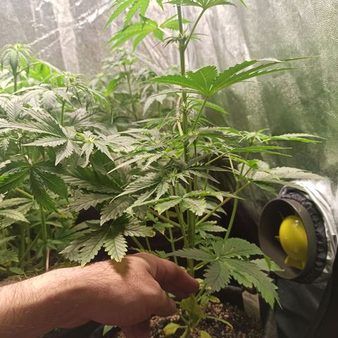 Amnesia Amazon Haze Auto 2 growlog timeline photo