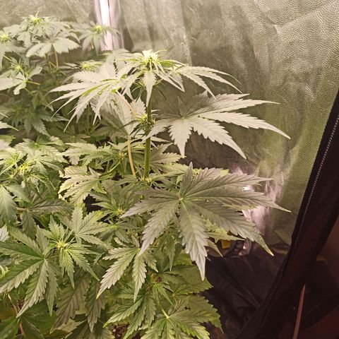 Amnesia Amazon Haze Auto 2 growlog timeline photo