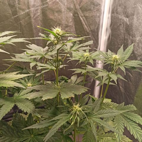 Amnesia Amazon Haze Auto 3 growlog timeline photo