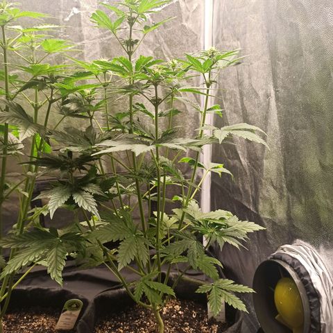 Amnesia Amazon Haze Auto 3 growlog timeline photo
