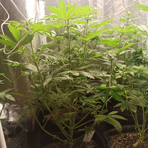 Latitud Sur Auto 2 growlog timeline photo