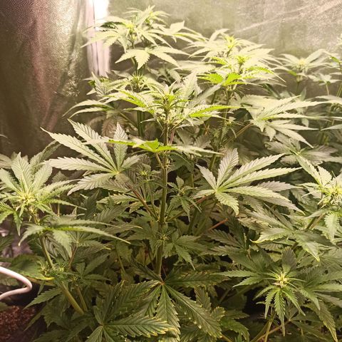 Latitud Sur Auto 2 growlog timeline photo