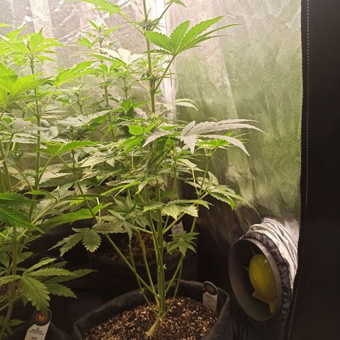 Amnesia Amazon Haze Auto 2 growlog timeline photo