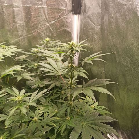 Amnesia Amazon Haze Auto 2 growlog timeline photo