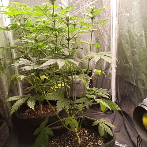 Amnesia Amazon Haze Auto 3 growlog timeline photo