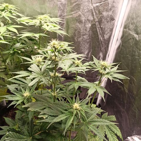 Amnesia Amazon Haze Auto 3 growlog timeline photo