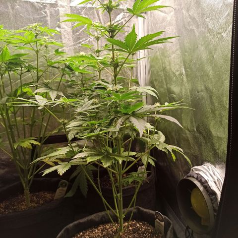 Amnesia Amazon Haze Auto 2 growlog timeline photo