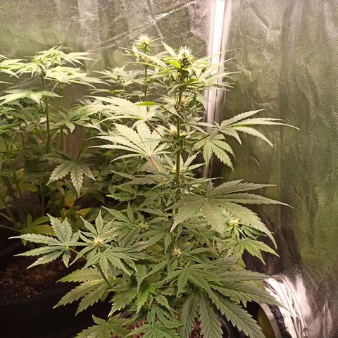 Amnesia Amazon Haze Auto 2 growlog timeline photo