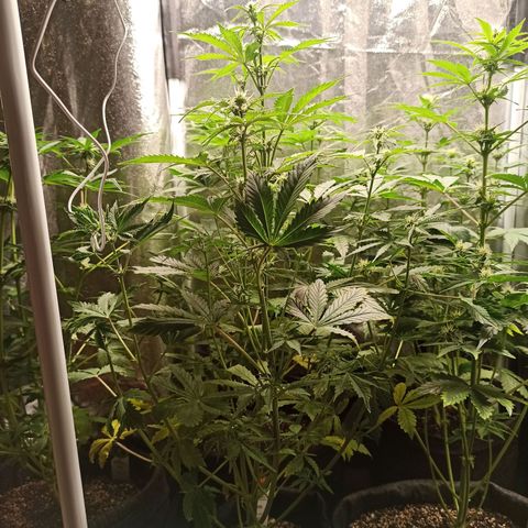 Latitud Sur Auto 2 growlog timeline photo