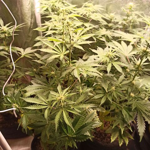 Latitud Sur Auto 2 growlog timeline photo