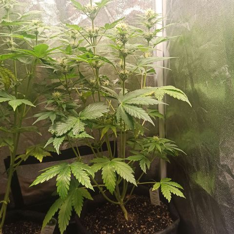 Amnesia Amazon Haze Auto 3 growlog timeline photo