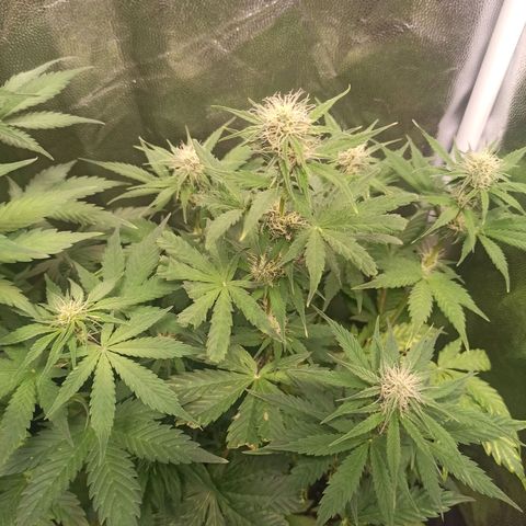 Amnesia Amazon Haze Auto 3 growlog timeline photo