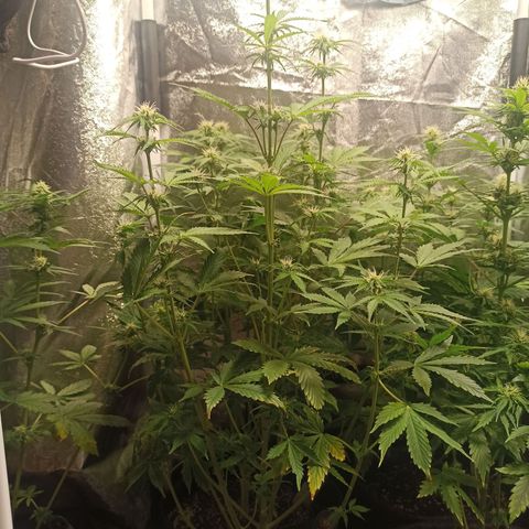Latitud Sur Auto 2 growlog timeline photo
